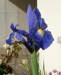 Iris x xiphium - Inflorescence - Click to enlarge!